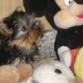 tobi posando para la camara con sus regalos